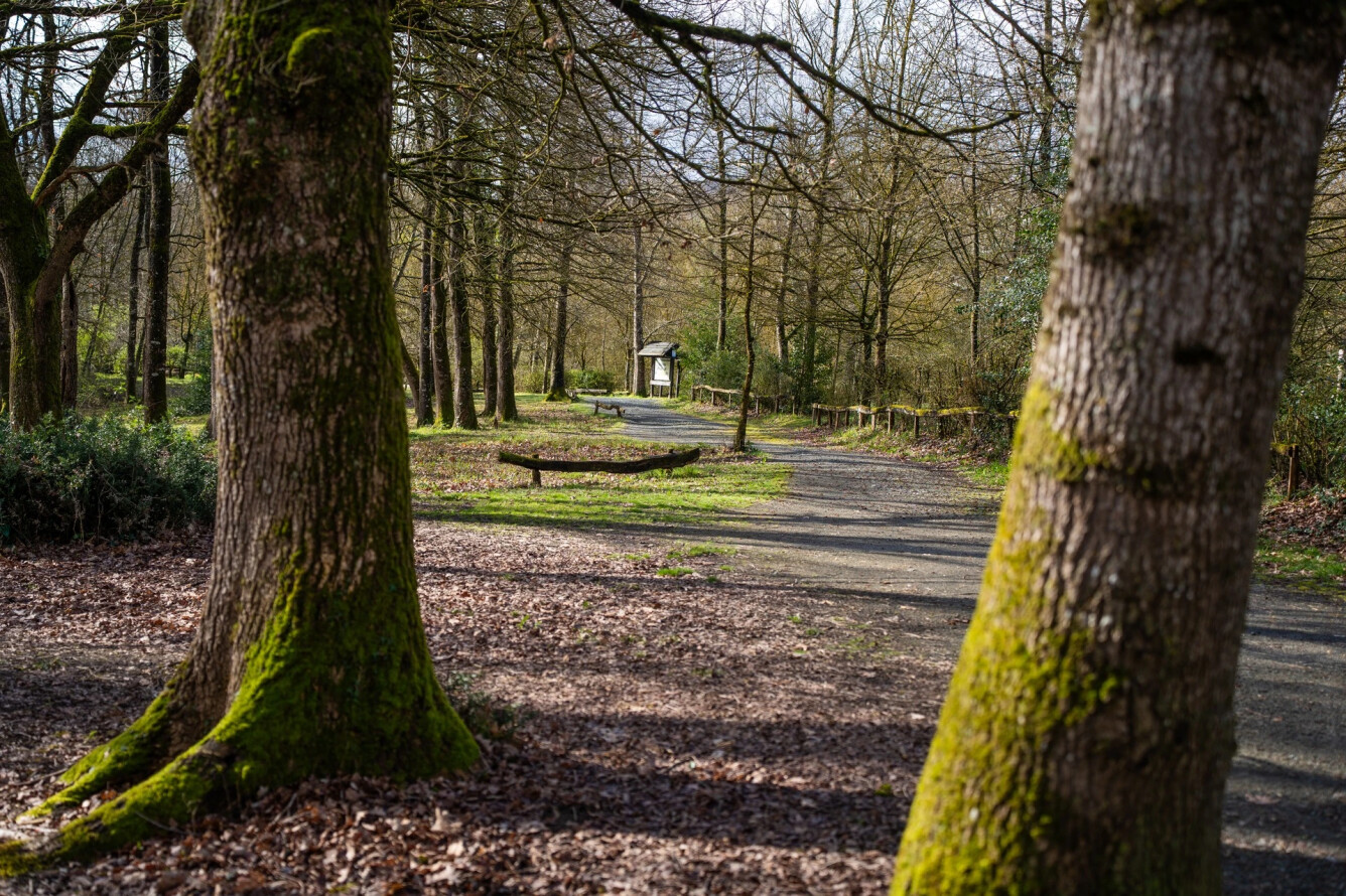 Paseo del bosque de Orgi