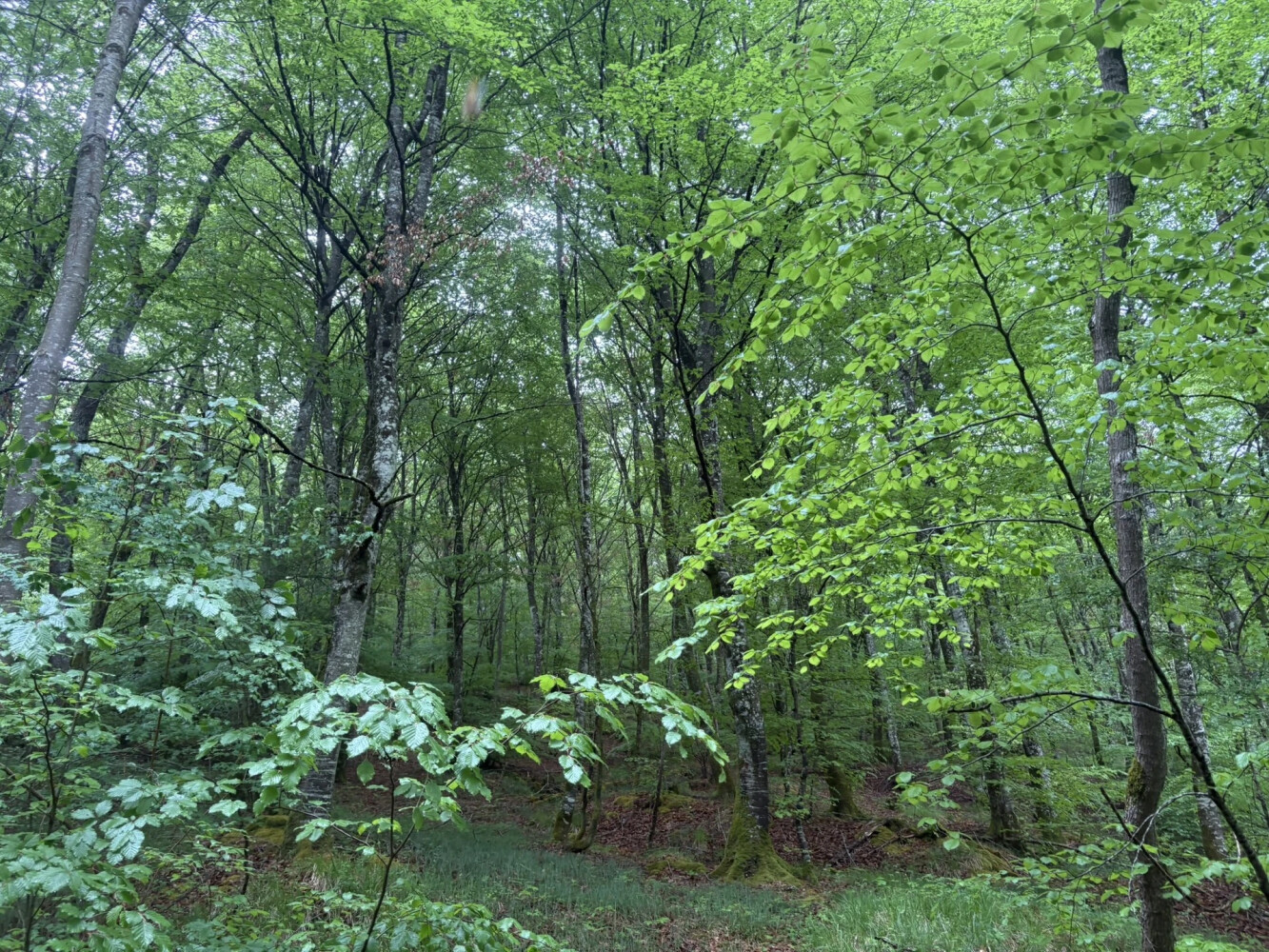 Basurdetxoaren Xenda