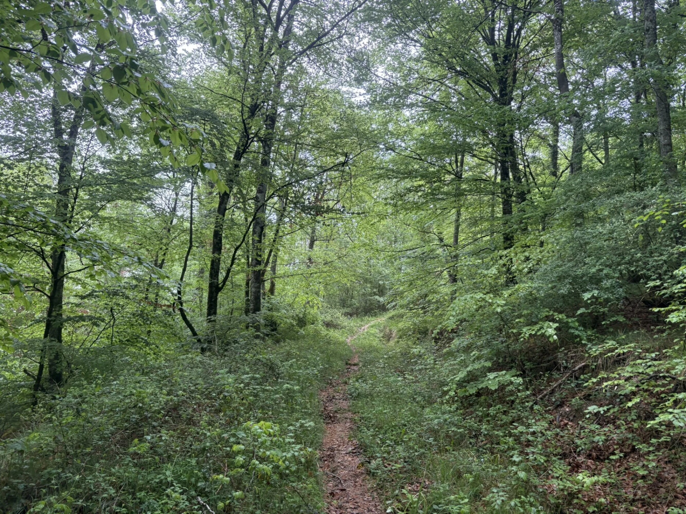 Berasain-Aroztegi