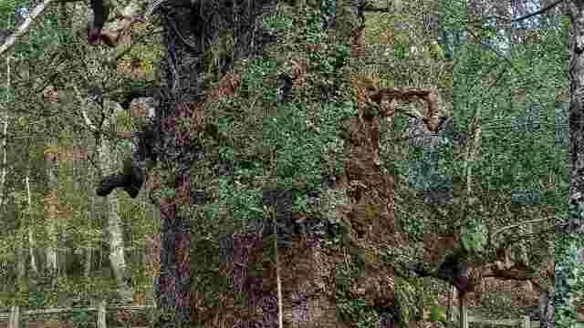 KISULABE OAK