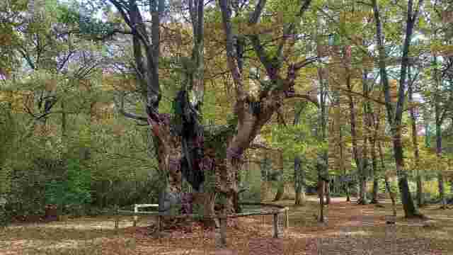 BEHITIKO LANDA'S OAK TREE